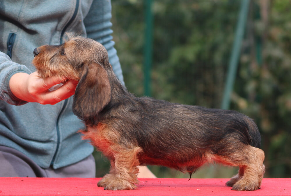 Cuccioli “N” di Casa Mainardi – Nuove foto