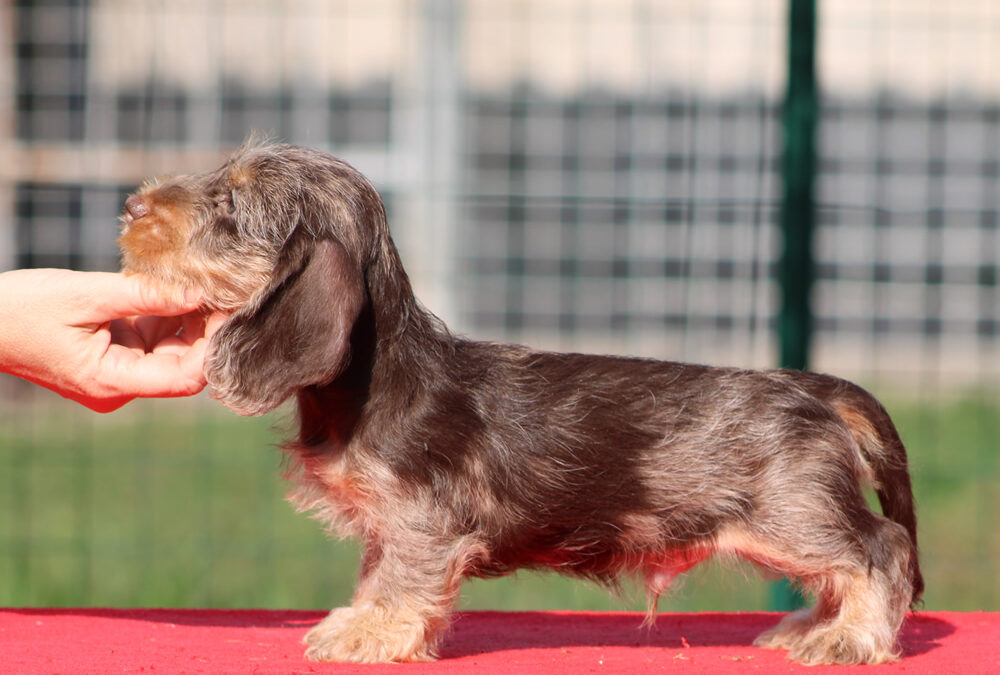 Nuove foto! – Cuccioli “O” e “P” di Casa Mainardi