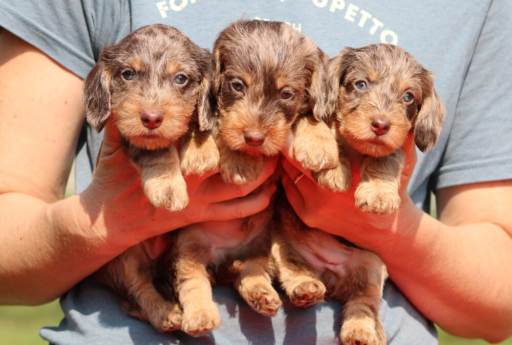 Cuccioli “P” di Casa Mainardi – Nuove foto