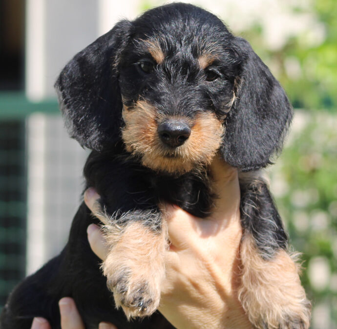 Cuccioli “M” di Casa Mainardi – Nuove foto
